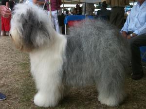 Lorna at Windsor Championship Show 2010