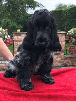 Hugo