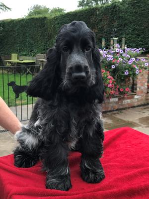Hugo