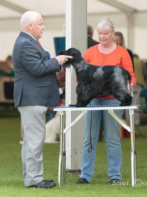 Frankie at Bath Show