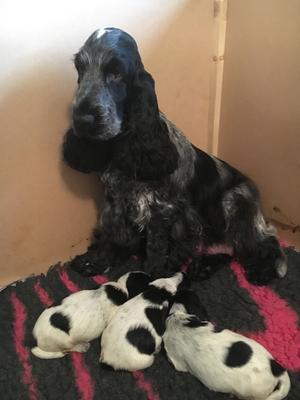 Daisy with her previous puppies