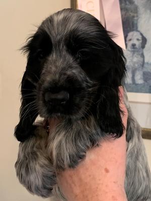 Puppy at 8 weeks