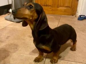 Bertie
