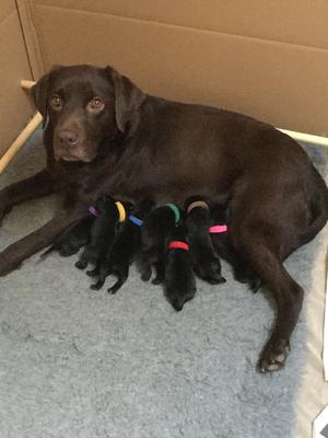 Morgan and pups at 2 days old.