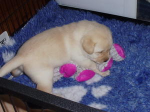 4 weeks old