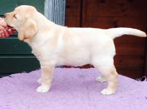 Georgie aged 7 weeks