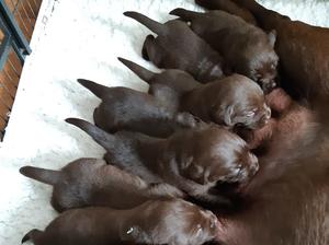 Puppies 3 weeks