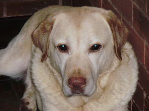 Dexter - my boy