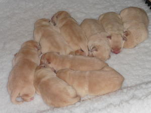 Puppies 4 days old