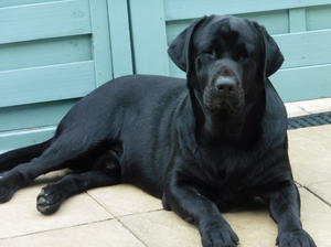 Monty