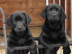 Double trouble