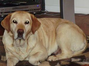 Sophie now 8.5 yrs old