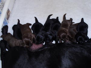 babies at one week