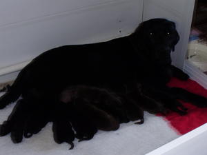 Ceres & babies