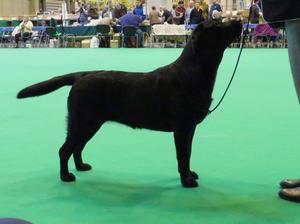 Crufts 2017