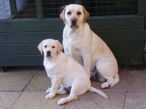 Amber and Tilly