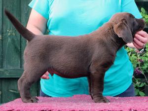 chocolate boy 7 weeks