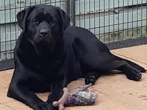 Ruby 1 year