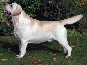 Mork - Sh Ch Adoraden Hallmark at Suttonpark