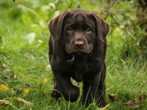 One of Jim's puppies