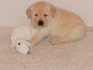pup 4 weeks old