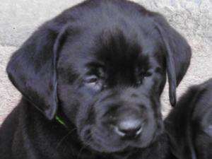 puppies 8 weeks old