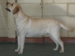Amber  February 2012