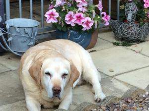 Sophie 13.5 yrs