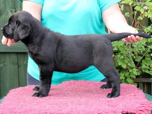 black girl 7 weeks
