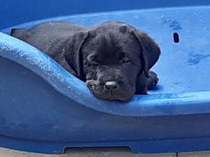 6 weeks