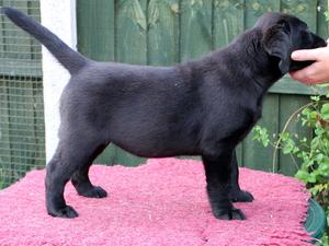 black girl 7 weeks