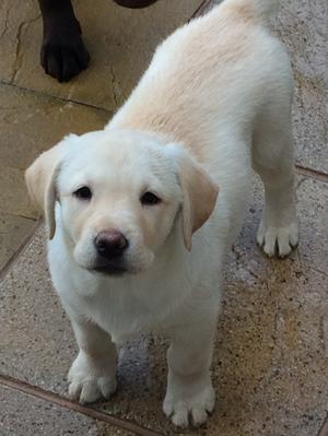 10 weeks