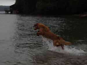 Susie loving the water always jumping in with glee