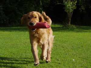 Another steady retrieve