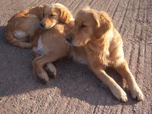 Oriole Shining Gold (Oli) growing up with Mum
