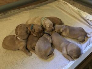 1 Week Old - Shades of Gold