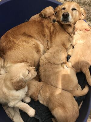 5 Weeks Today! We love our Granny Sue to pup sit!