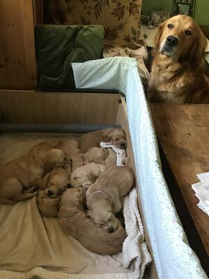 Sleeping Beauties and Proud Mummy