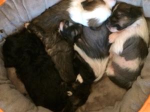Puppies 3 weeks old