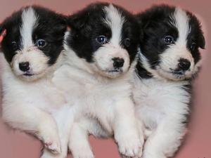 Puppies