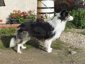 Murdock as a puppy