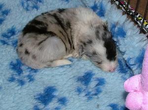 available merle boy