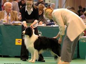 SIRE OF LITTER
