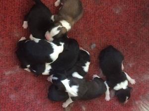 puppies