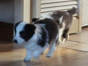 puppygirl