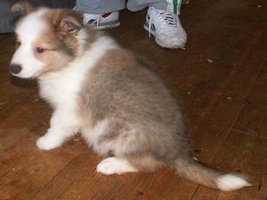 9 weeks old