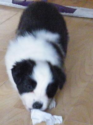 puppy girl