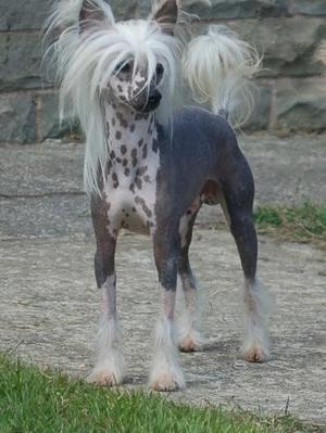 Puppies sire Zephyr