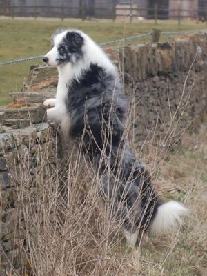 Starside Max (sire )