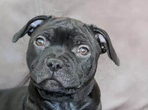 Lil Black Peal